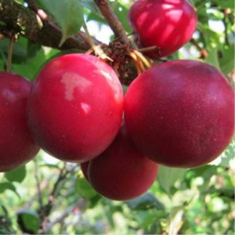 Mirabelles rouges, le kg