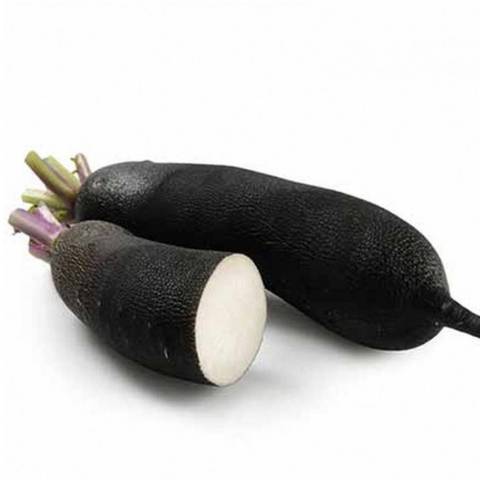 Radis noir, la pice