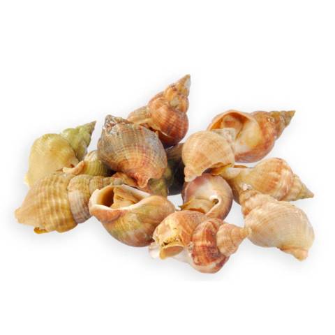 Bulots cuits, le kg