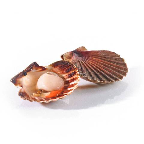Coquilles Saint Jacques coraille, le kg