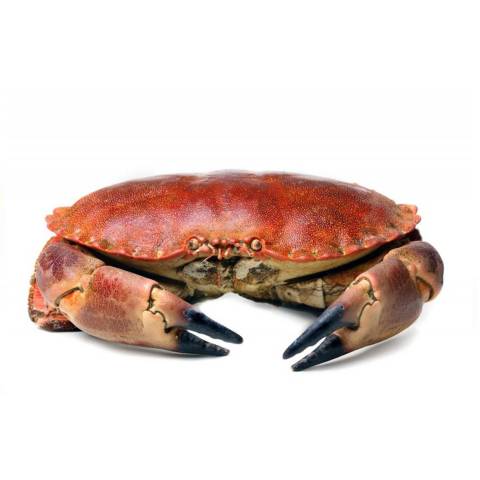 Crabe tourteau vivant 600/800 GR, le kg