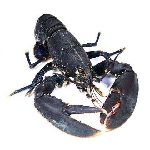 Homard europen, le kg