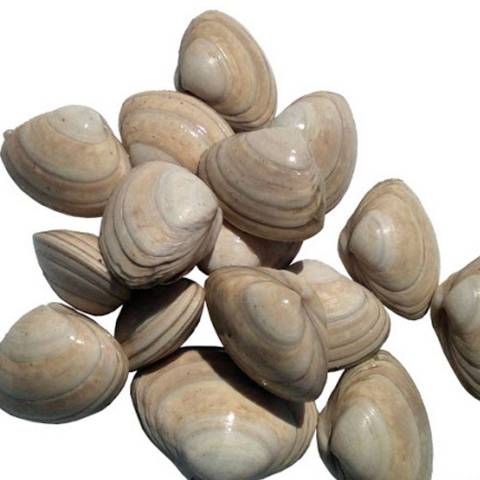 Venus coquillages, le kg