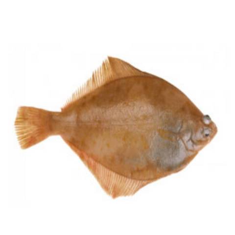 filet de Limande, le kg