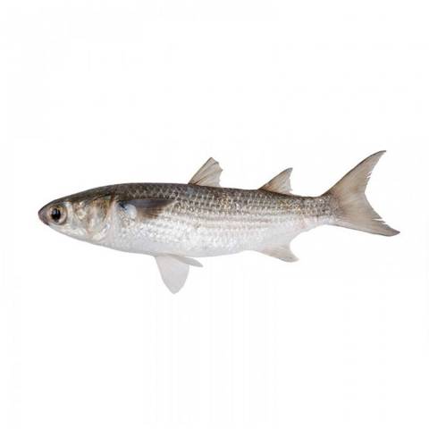Mulet blanc entier, le kg